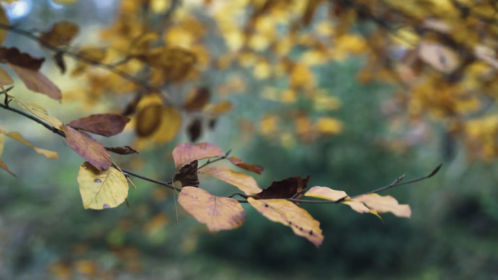 vlcsnap-2023-11-28-19h52m04s121